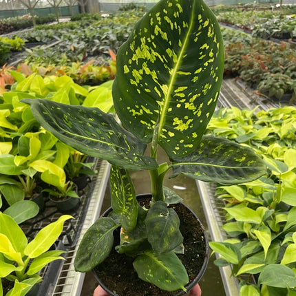 Dieffenbachia 'Reflector'