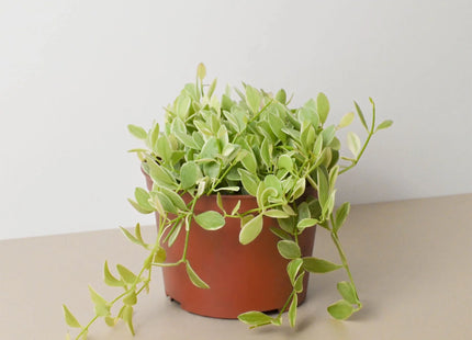 Succulent Dischidia Cascade