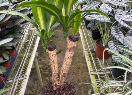 Dracaena Massangeana