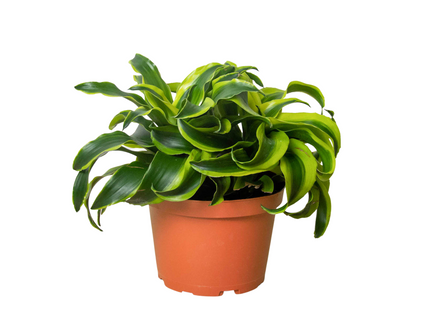 Dracaena 'Tornado'