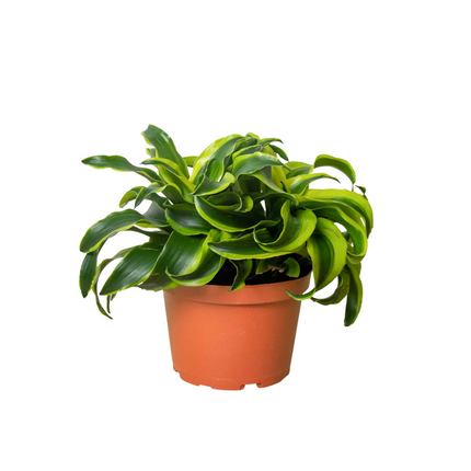 Dracaena 'Tornado' | Live Plant for Indoor & Outdoor | House Plant Decor