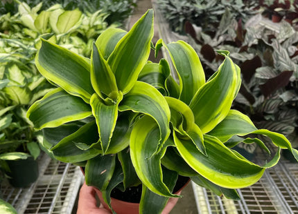 Dracaena 'Tornado'