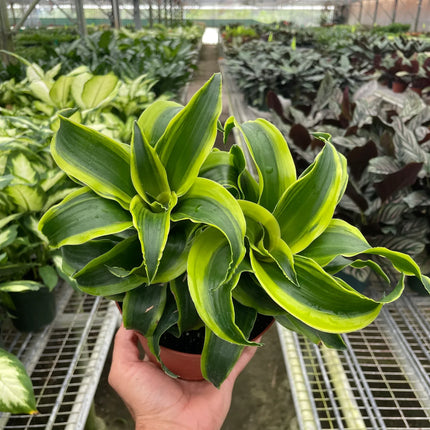 Dracaena 'Tornado' | Live Plant for Indoor & Outdoor | House Plant Decor