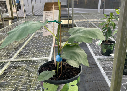 Figue Tree