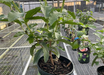 Guava Tree