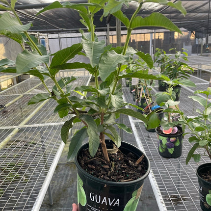 Guava Tree | Live Plant for Indoor & Outdoor | House Plant Decor