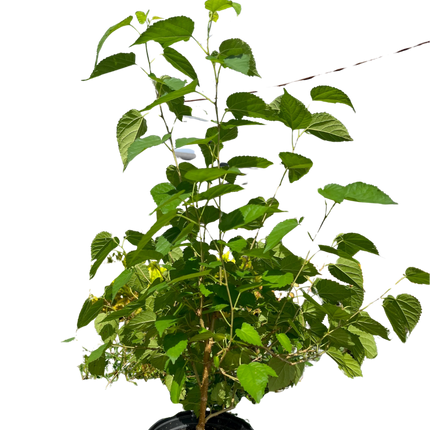 ED Mulberry