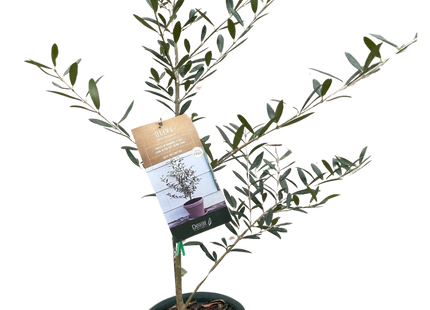 Common Olive Tree (Olea europaea)