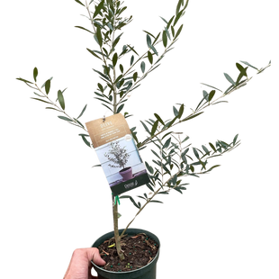 Common Olive Tree (Olea europaea)