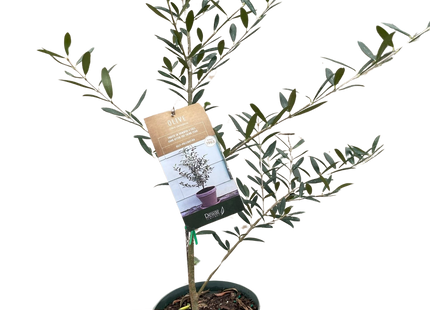 Common Olive Tree (Olea europaea)