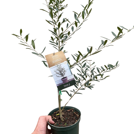 Common Olive Tree (Olea europaea)