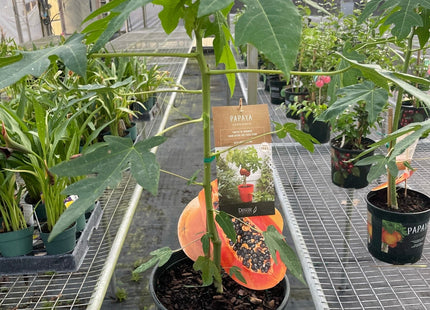 Papaya Tree