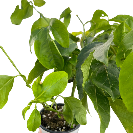 ED Passion Fruit