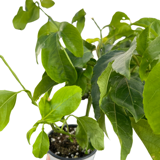 ED Passion Fruit