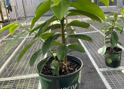 Soursop Tree