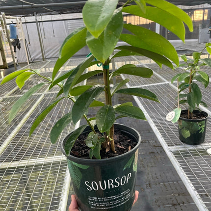 Soursop Tree | Live Plant for Indoor & Outdoor | House Plant Decor