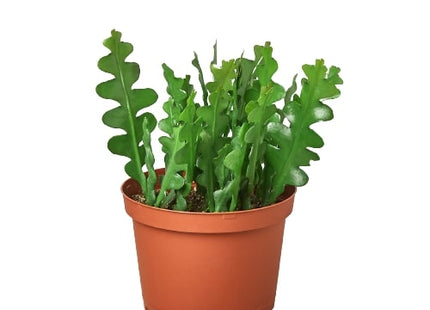 Epiphyllum 'Ric Rac' Cactus