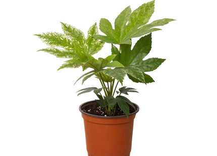 Fatsia 'Spider's Web'