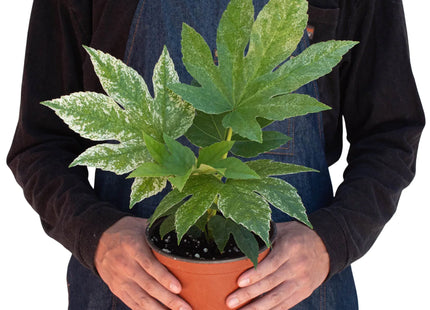 Fatsia 'Spider's Web'