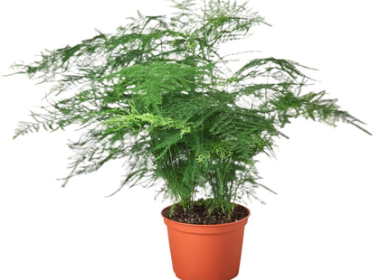 Fern Asparagus 'Plumosa'