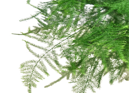 Fern Asparagus 'Plumosa'