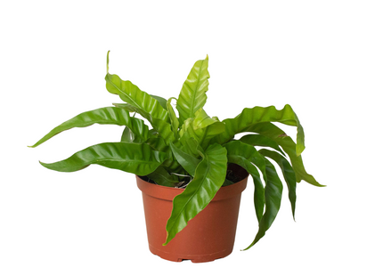Fern 'Bird's Nest Hurricane'