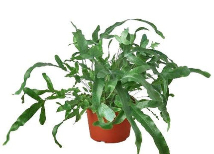 Fern 'Blue Star'