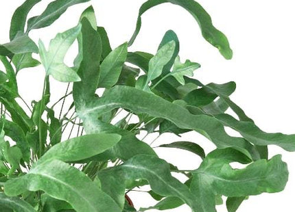 Fern 'Blue Star'