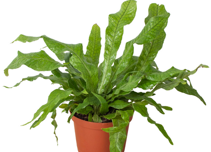 Fern 'Crocodile'