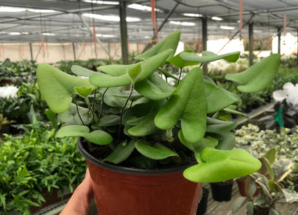 Fern 'Heart'
