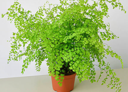 Maidenhair Fern