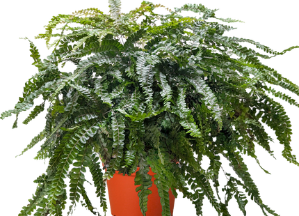 Fern Rosy Maidenhair