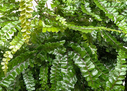 Fern Rosy Maidenhair