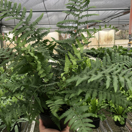 'Southern Shield' Fern | Live Plant for Indoor & Outdoor | House Plant Decor