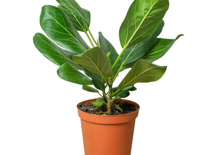 Ficus 'Audrey'