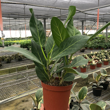 Ficus 'Audrey'