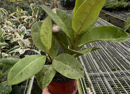 Ficus 'shivereana' (Moonshine)