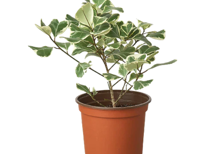 Ficus Elastica 'Triangularis' Variegated