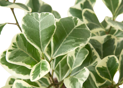 Ficus Elastica 'Triangularis' Variegated