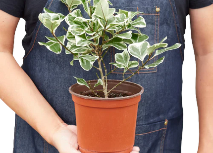 Ficus Elastica 'Triangularis' Variegated