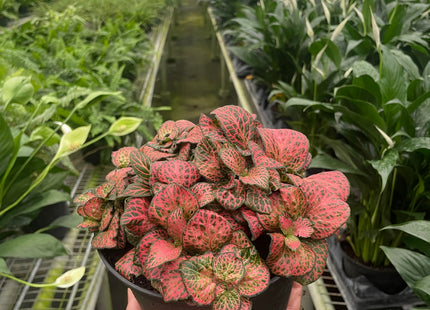 Fittonia 'Red'