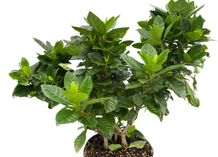 Gardenia 'Bush'