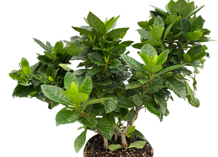 Gardenia 'Bush'