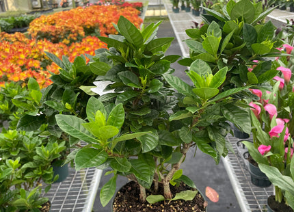 Gardenia 'Bush'