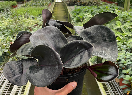 Geogenanthus 'Ciliatus'
