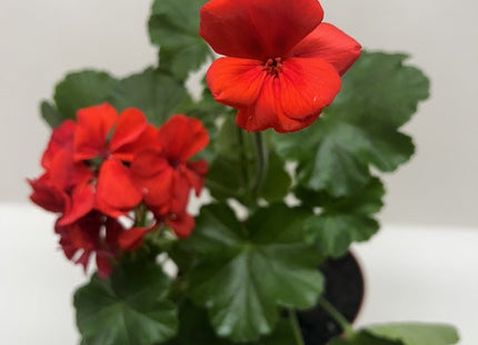 Geranium Red
