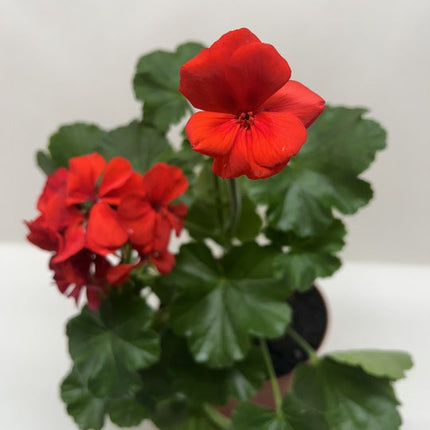 Geranium Red