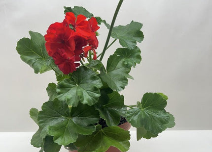 Geranium Red
