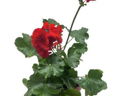 Geranium Red