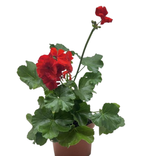 Geranium Red